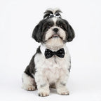 Phillip Bow Tie